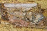 Fossil Dinosaur Bone in Sandstone - Wyoming #292758-1